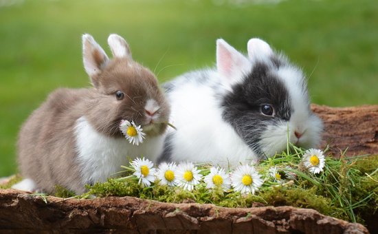Ферма по Выращиванию Кроликов