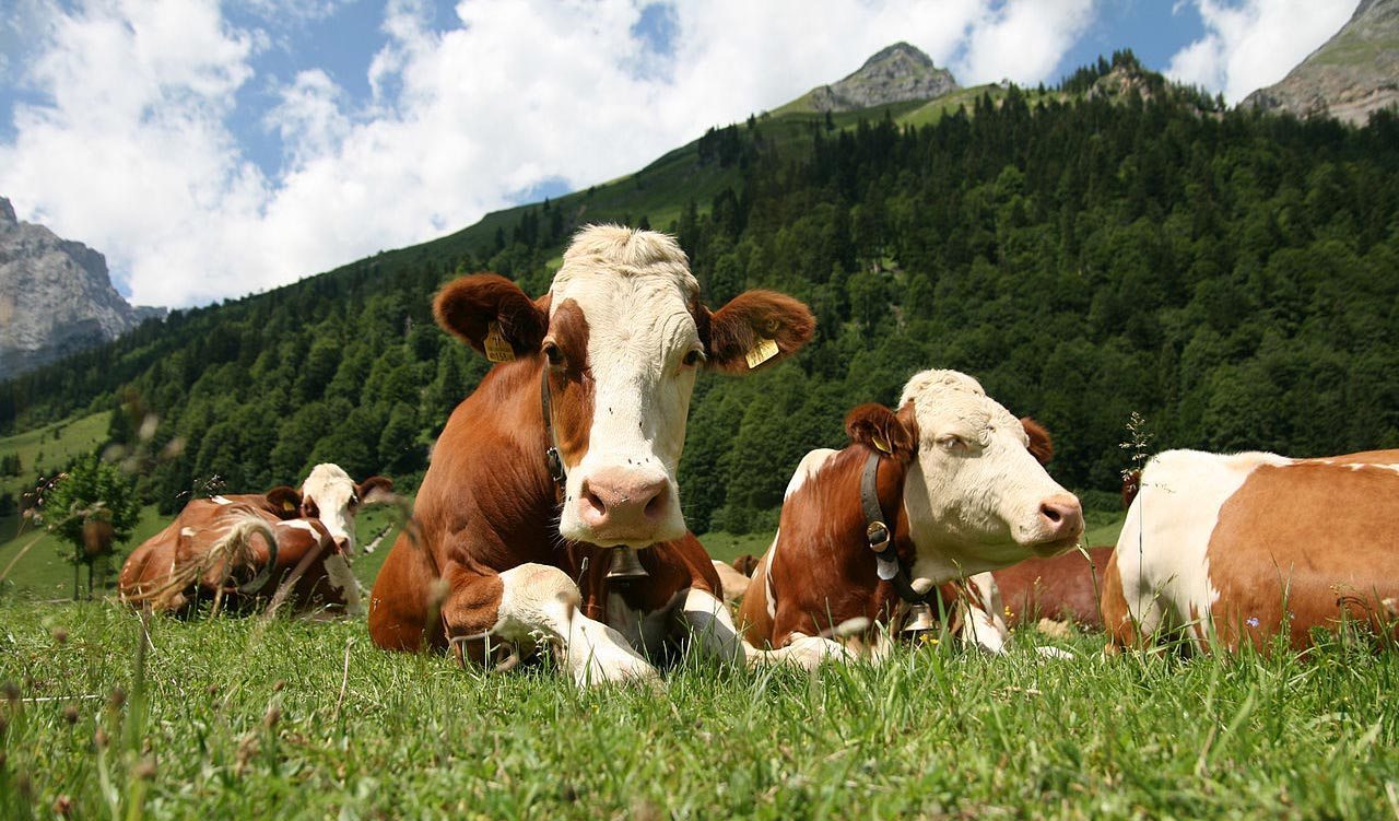 Работа в Швейцарии: Молочные фермы